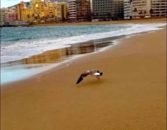 Zen Garden شقة لاس بالماس دي غران كاناريا